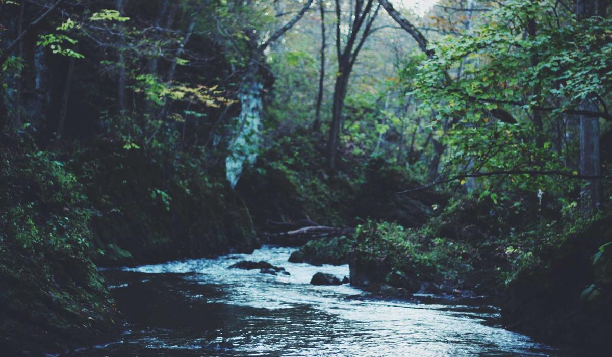 Dünya Video İçerik 4