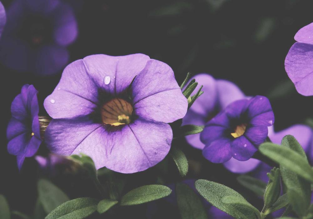 Eğitim video galeri görsel 3 - video 2