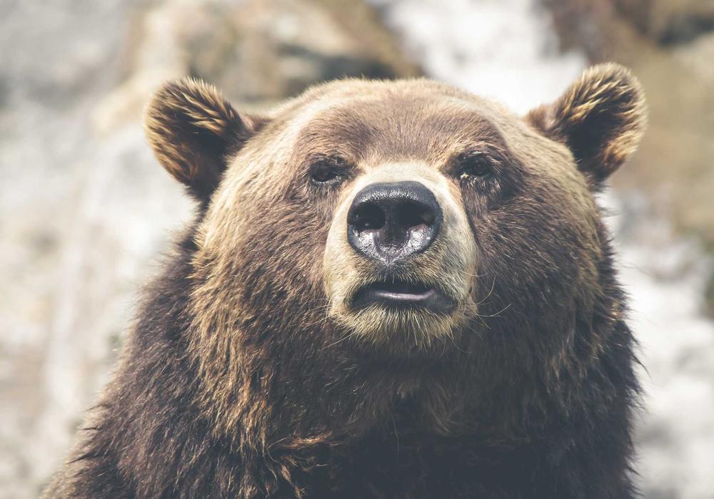 Mobil video galeri görsel 2 - video 10