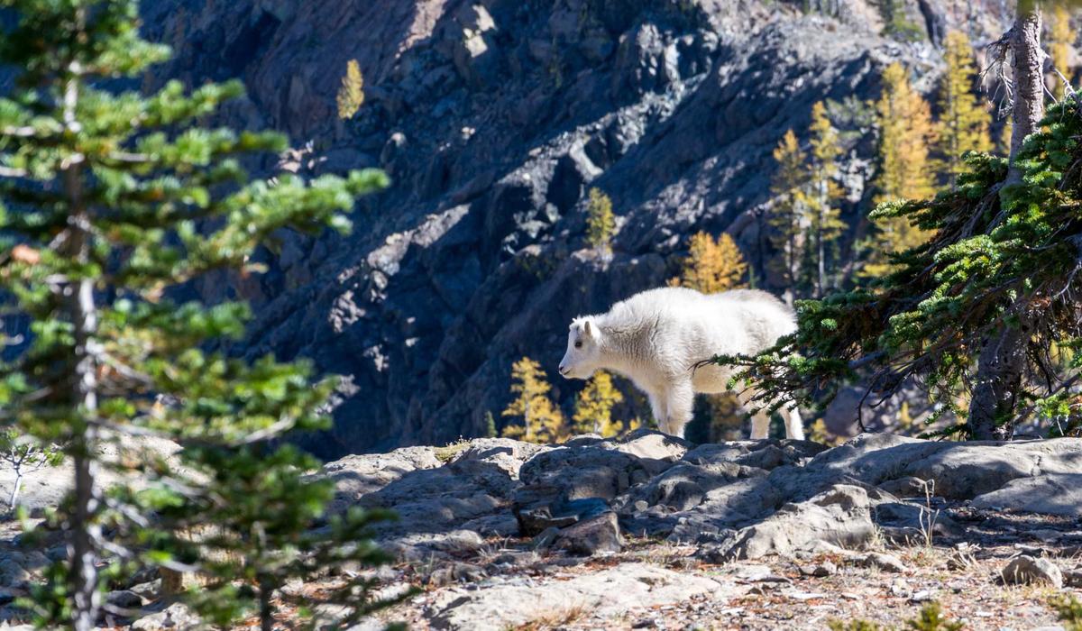 Yerel Video İçerik 2